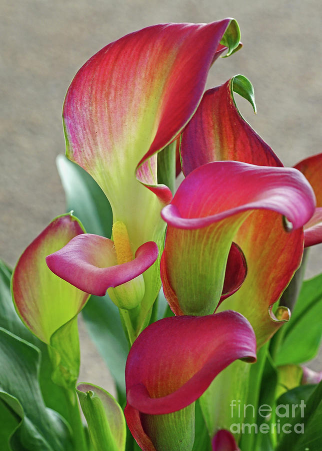 Colorful Calla Lillies Photograph by Larry Nieland