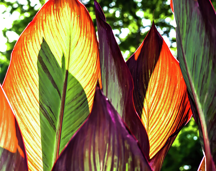 Colorful Canna Leaves Photograph by Keith Smith - Fine Art America