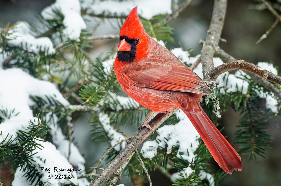Colorful Cardinal Photograph by Peg Runyan