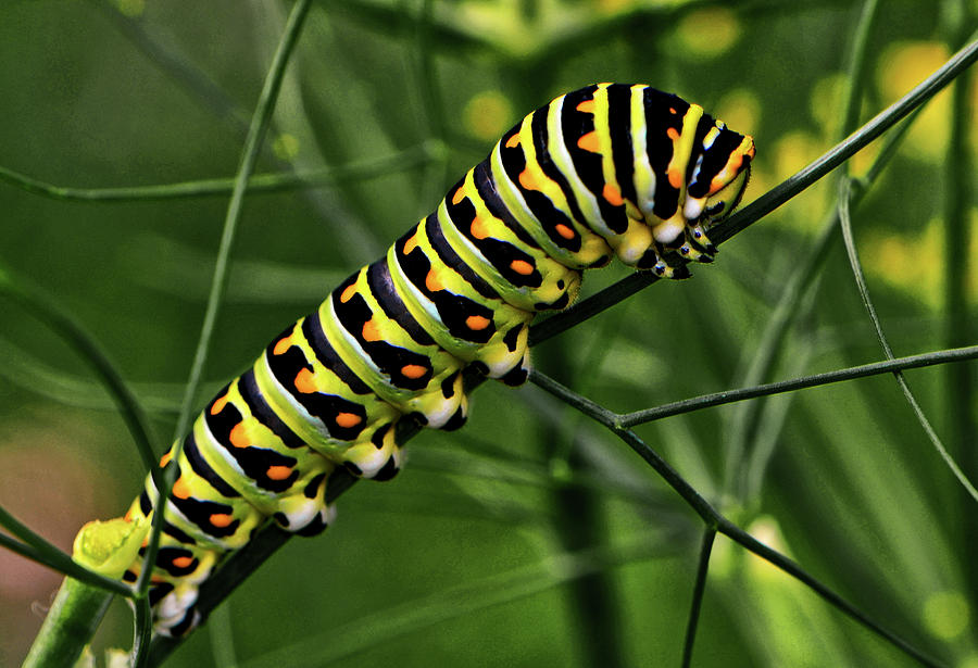 Colorful Caterpillar 004 Photograph by George Bostian