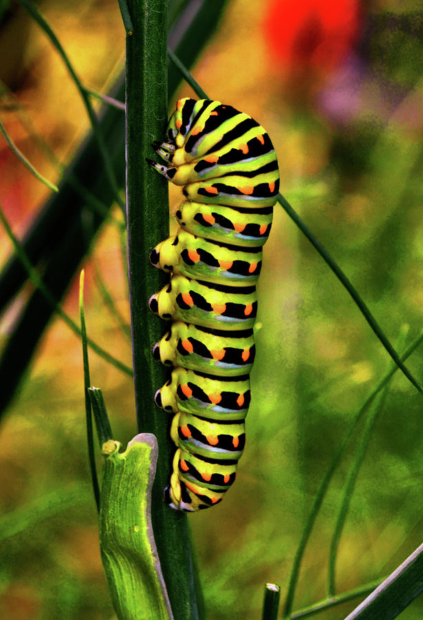 Colorful Caterpillar 005 Photograph by George Bostian