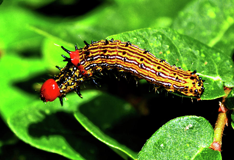 Colorful Caterpillar 010 Photograph by George Bostian