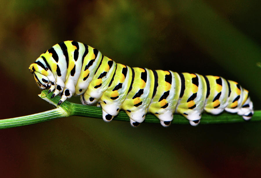 Colorful Caterpillar 015 Photograph by George Bostian