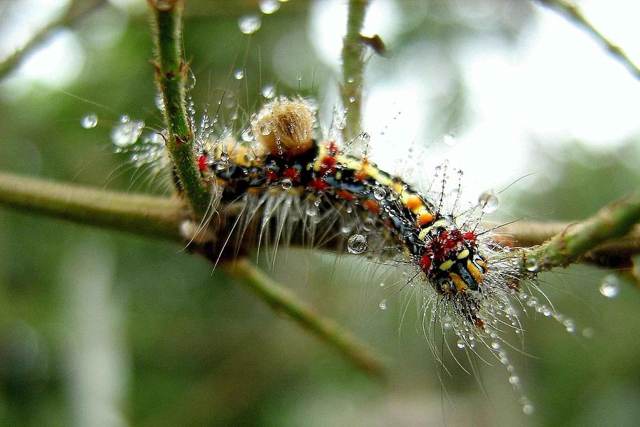 Colorful Caterpillar Photograph by Arnab Upadhyay
