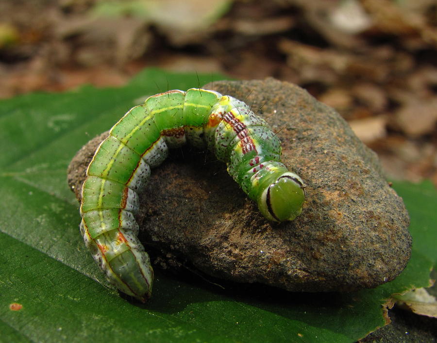Colorful Caterpillar  Photograph by Joshua Bales