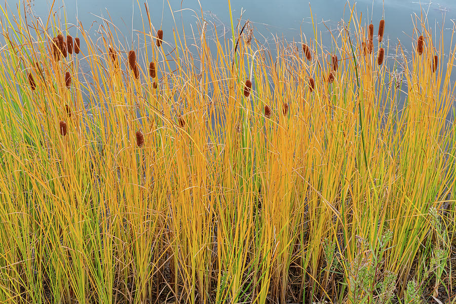 Colorful Cattails Photograph by James BO Insogna