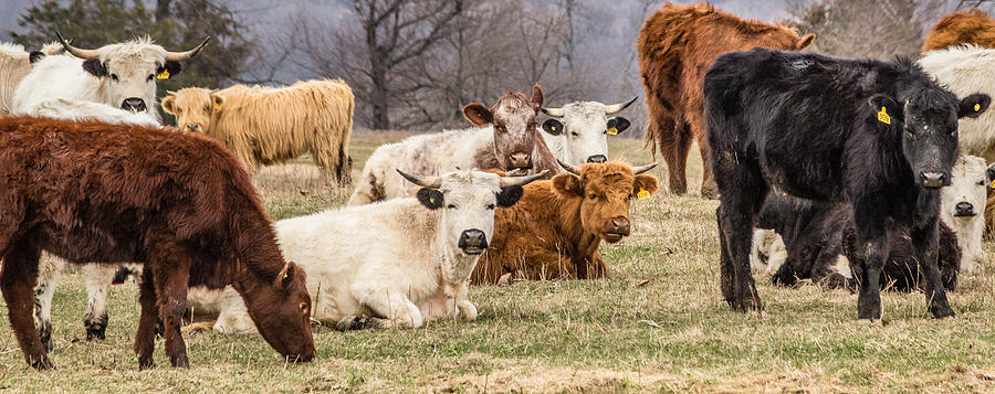 Colorful Cattle 2 Photograph by Karen Saunders - Fine Art America