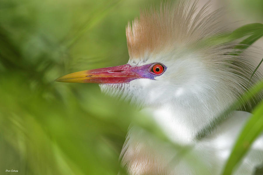 Colorful Cattle Egret Photograph by Fran Gallogly