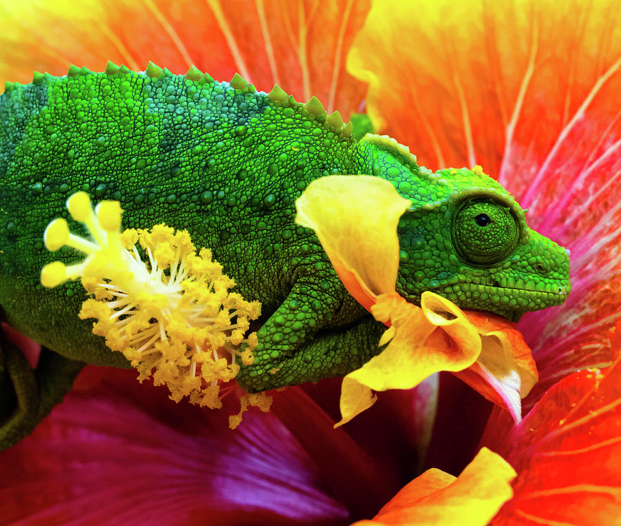 Nature Photograph - Colorful Chameleon by Christopher Johnson