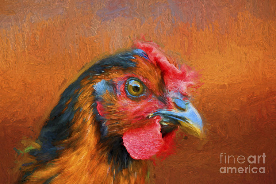 Colorful Chicken Photograph by Darren Fisher