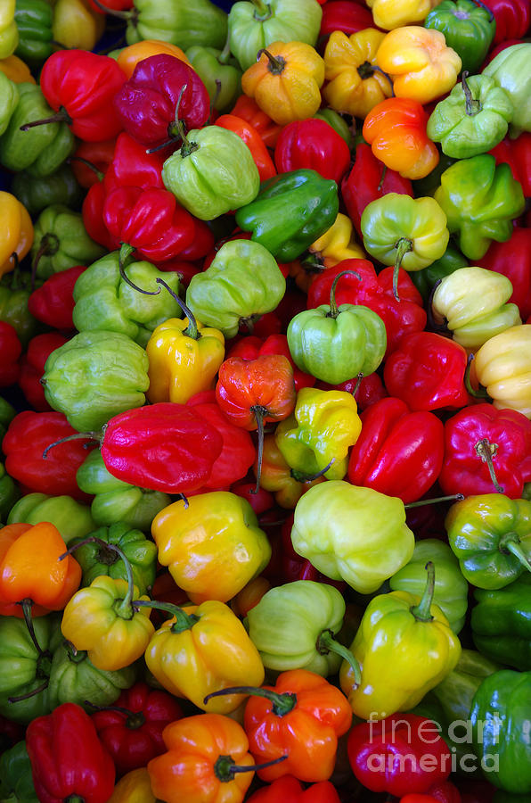 Colorful Chili Pepper Photograph by Carlos Caetano