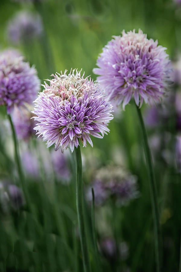Colorful Chives Photograph by James Woody