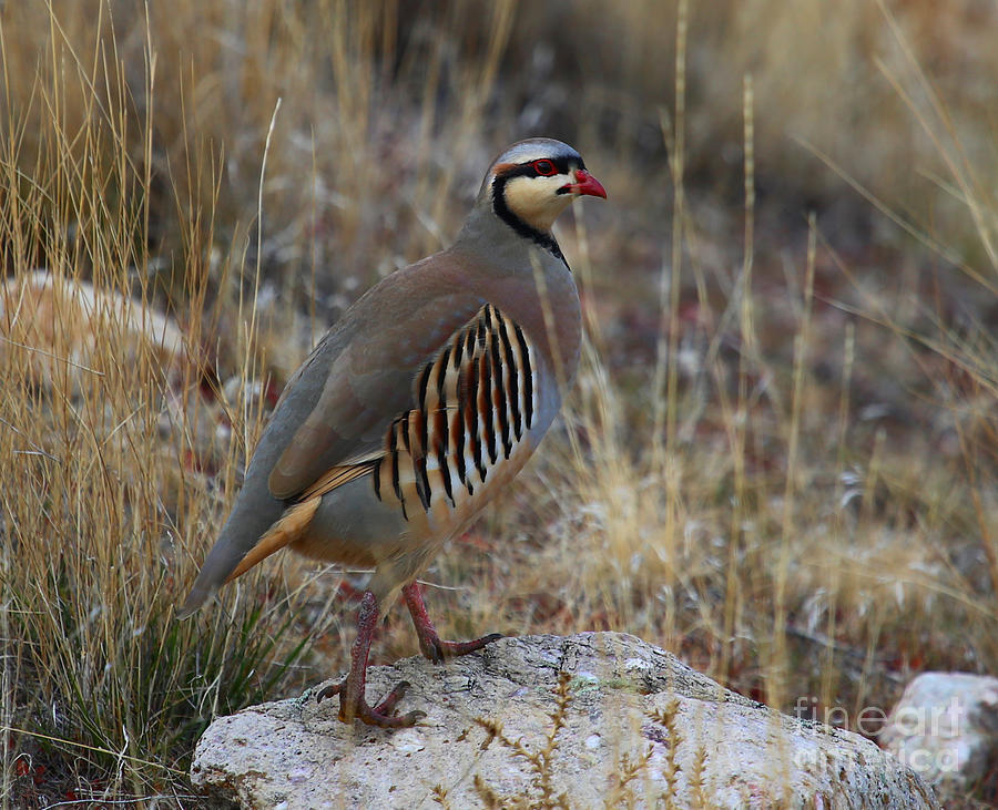 Colorful Chukar Photograph by Marty Fancy