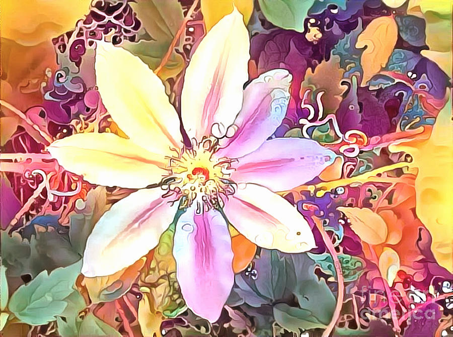 Colorful Clematis Photograph by Jack Torcello