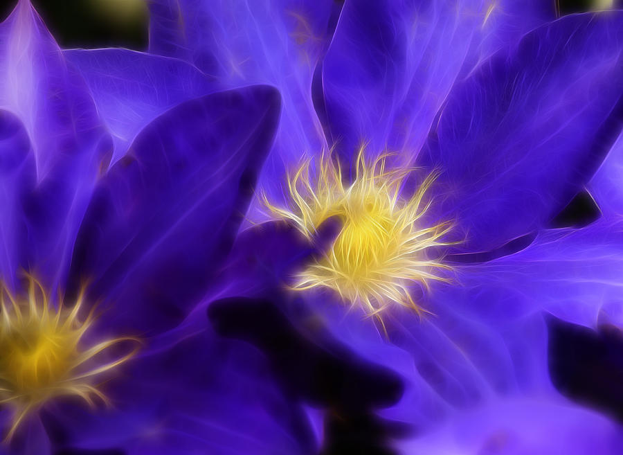 Colorful Clematis Digital Art by Ricky Barnard