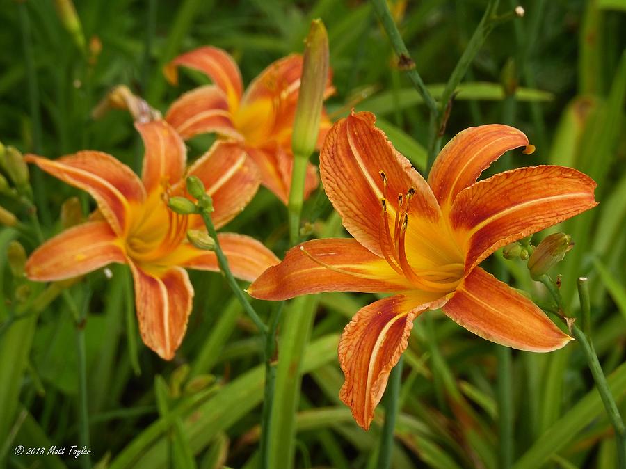 Colorful Cluster Of Daylilies Photograph by Matt Taylor - Fine Art America