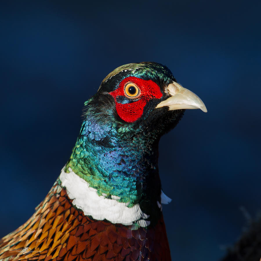 Colorful Cock Pheasant Photograph by Torbjorn Swenelius