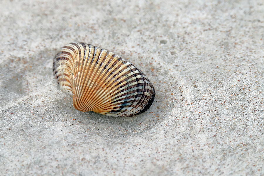 Colorful Cockle On The Beach Photograph by Daniel Caracappa Fine Art