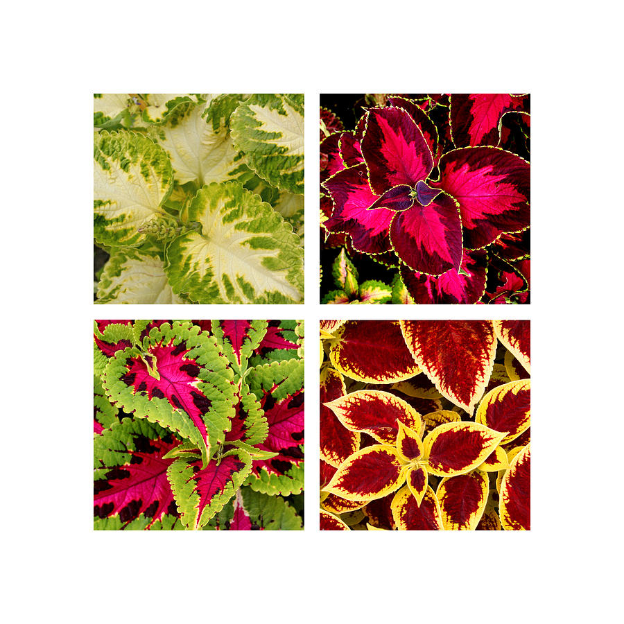 Colorful Coleus Photograph by Art Block Collections