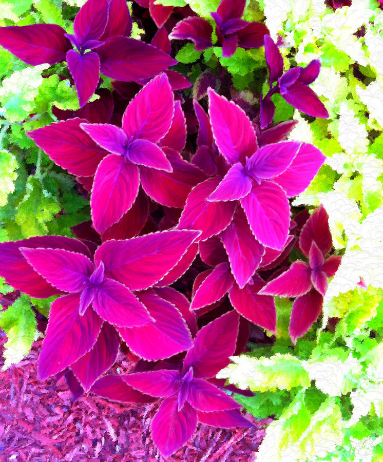 Colorful Coleus  Painting by Bruce Nutting