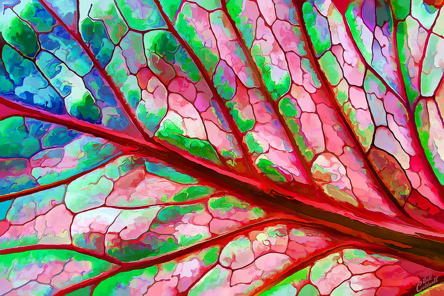 Nature Digital Art - Colorful Coleus Abstract 5 by ABeautifulSky Photography by Bill Caldwell