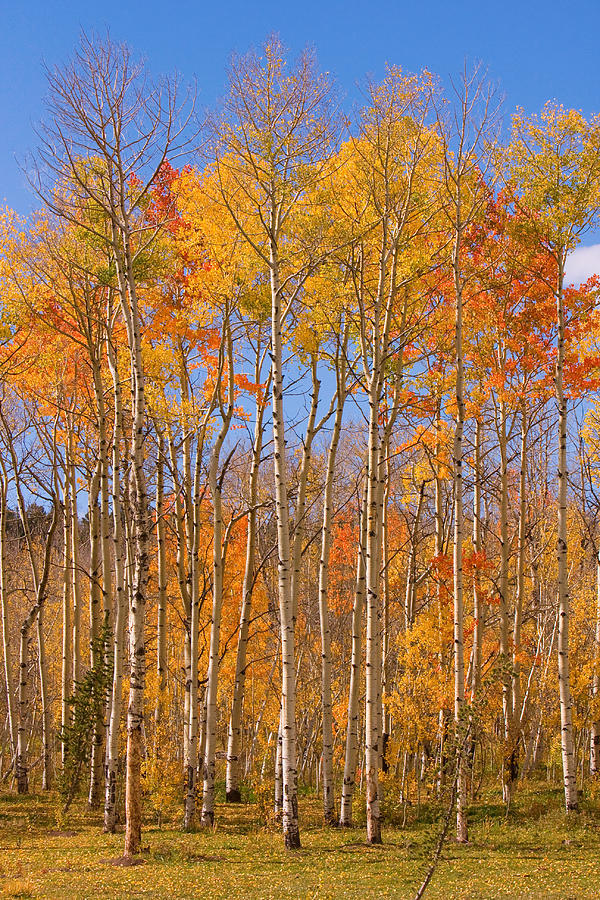 Colorful Colorado Autumn Colors Photograph by James BO Insogna