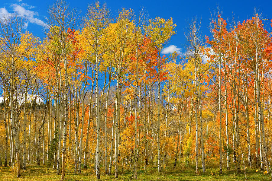 Colorful Colorado Autumn Landscape Photograph