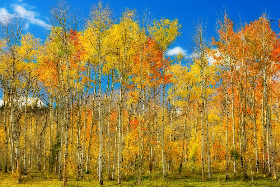 Colorful Colorado Fall Foliage Photograph by James BO Insogna - Fine ...