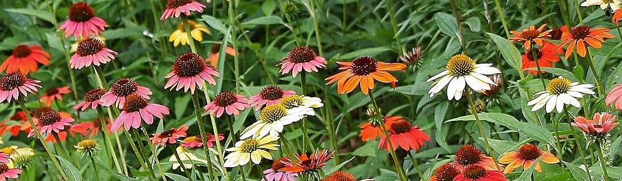 Colorful Cone Flowers Photograph by Bruce Bley