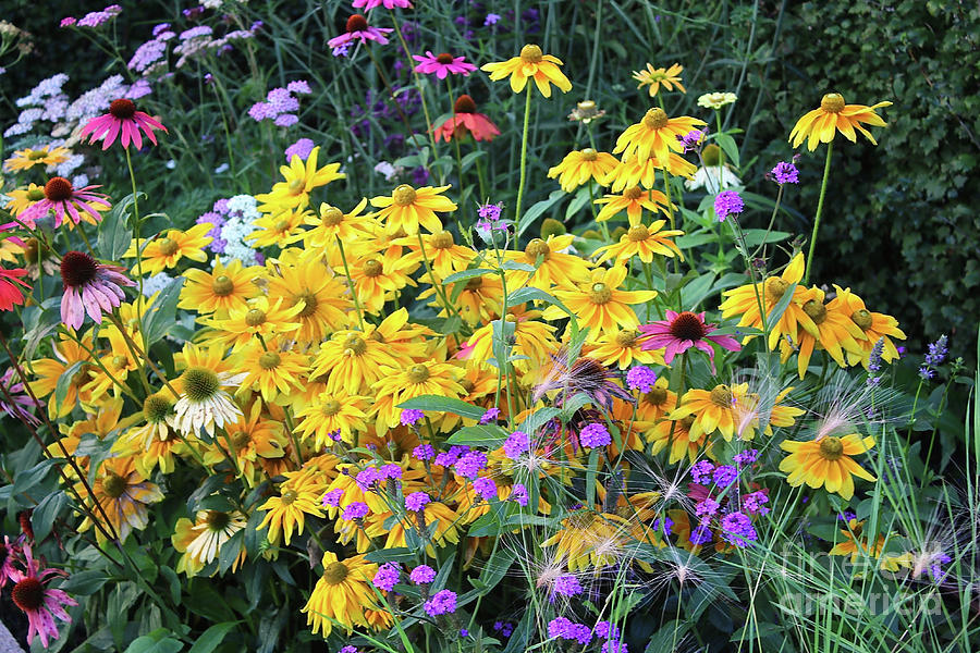 Colorful Coneflower Garden Photograph by Carol Groenen