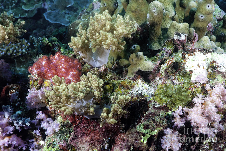 Fish Photograph - Colorful Coral Reef by Anthony Totah