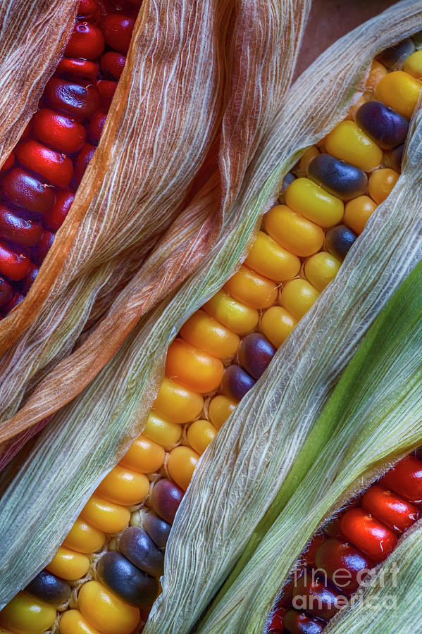 Colorful Corn 2 Photograph