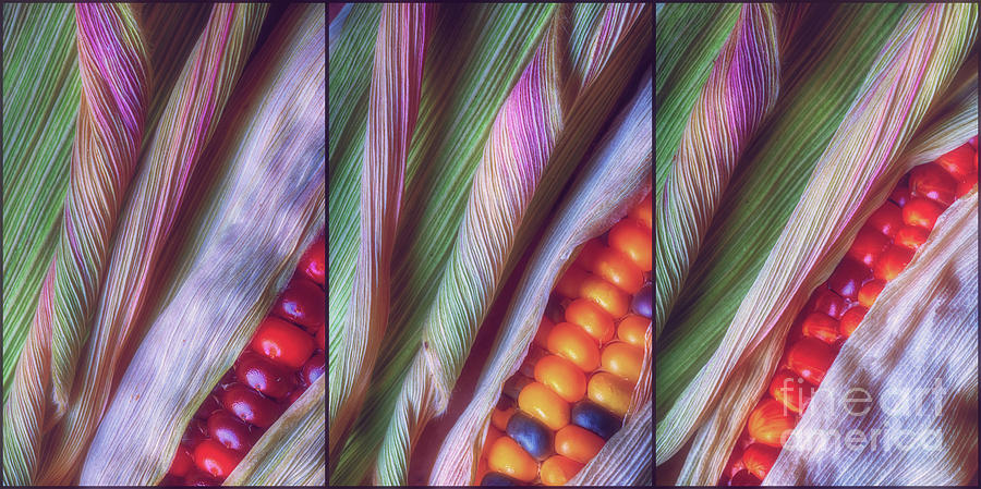 Colorful Corn Trio Photograph