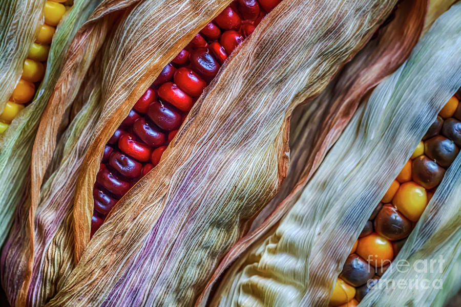 Colorful Corn Photograph