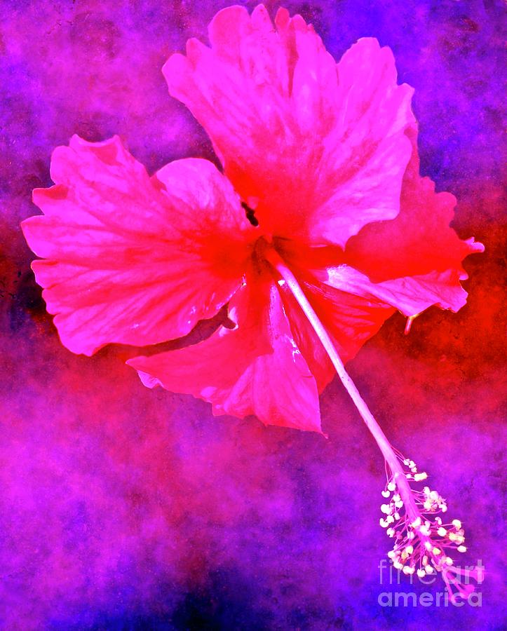 Colorful Cosmic Flower-Hibiscus Digital Art by Lauries Intuitive