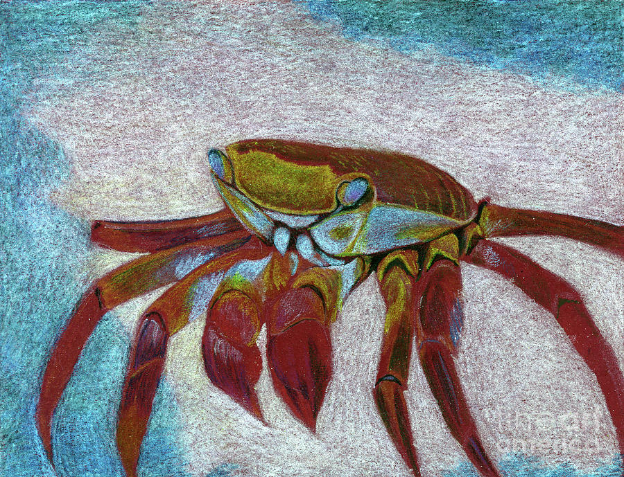 Colorful Crab Drawing by Jackie Irwin