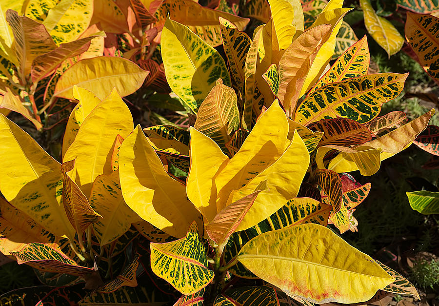 Colorful Crotons Photograph by Kenneth Albin