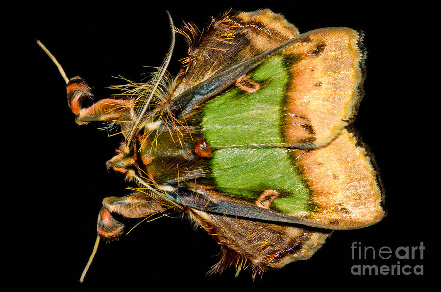 Animal Photograph - Colorful Cryptic Moth by Dant Fenolio