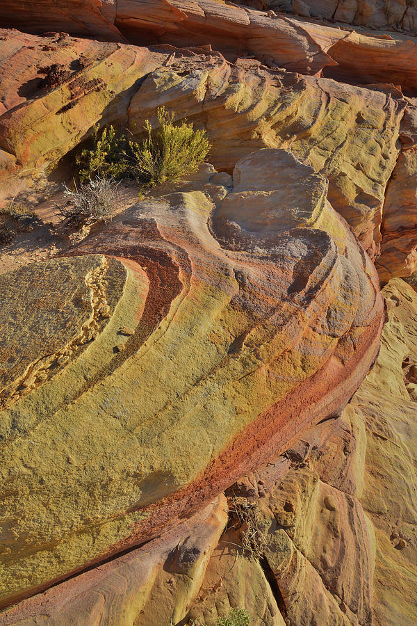 Colorful Curves in Wash 3 of Valley of Fire Photograph by Ray Mathis