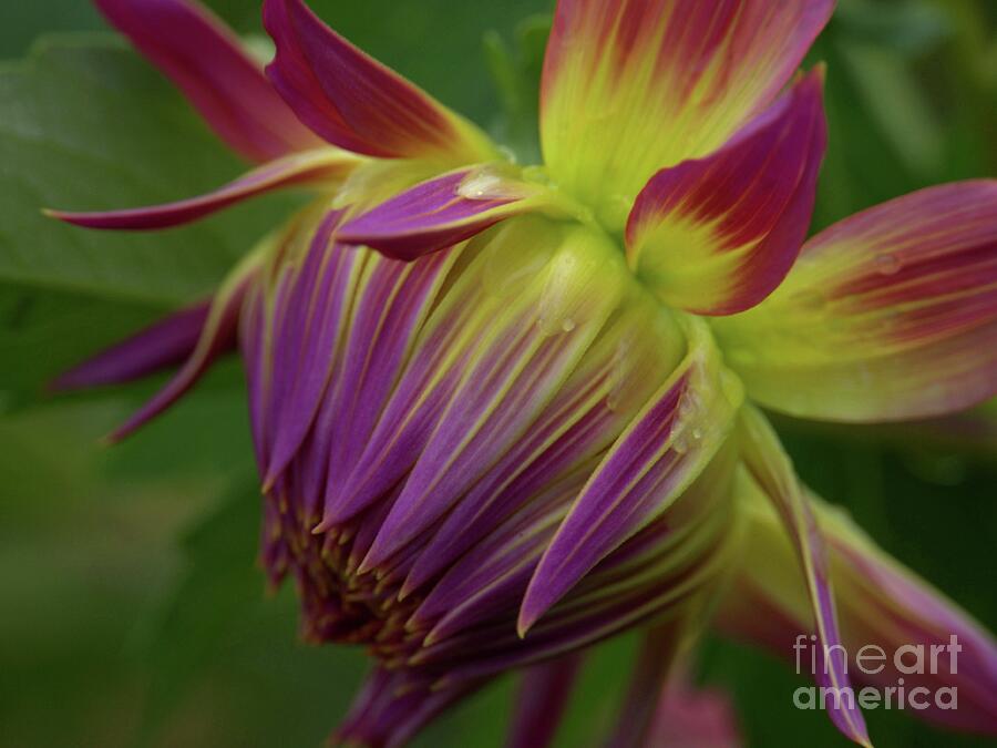 Colorful Dahlia Closeup Photograph by Patricia Strand