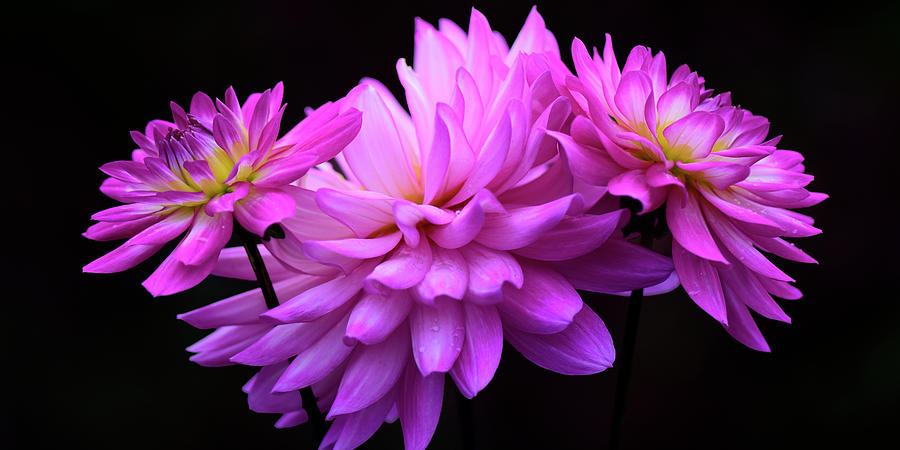 Flower Photograph - Colorful Dahlia by Dan Myers