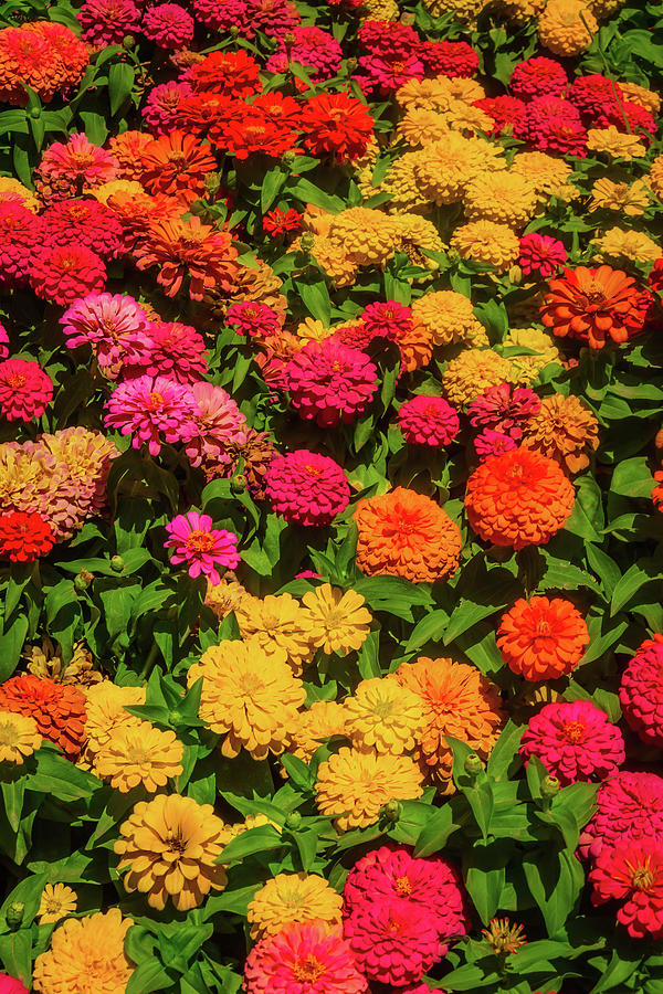 Colorful Dahlia Garden Photograph by Garry Gay