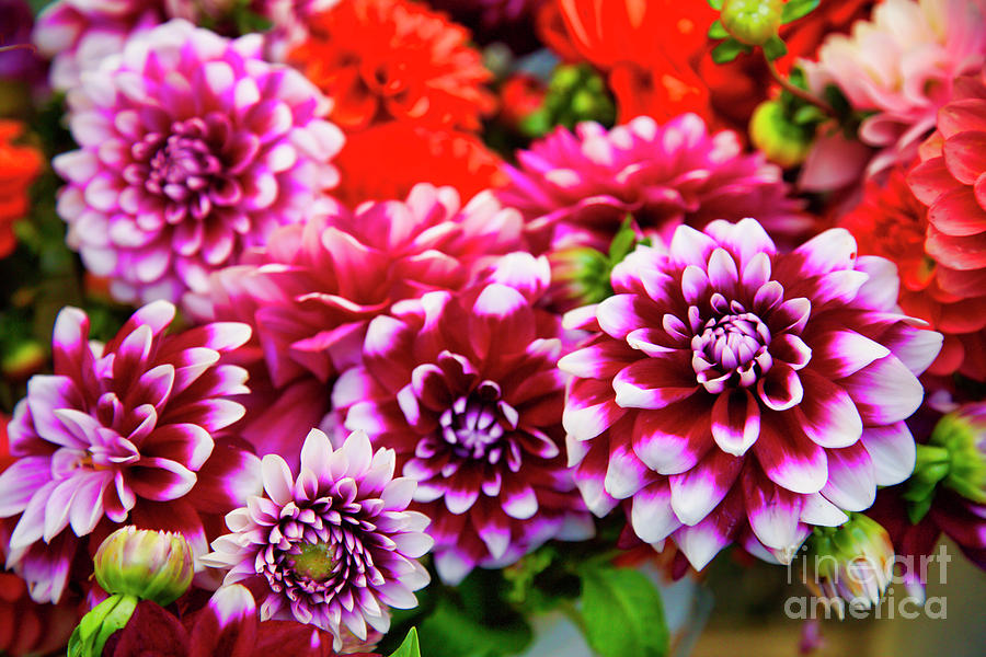 Colorful dahlias at the farmers market Photograph by Bruce Block