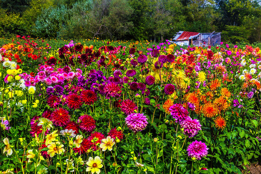 Colorful Dahlias In Garden Photograph by Garry Gay