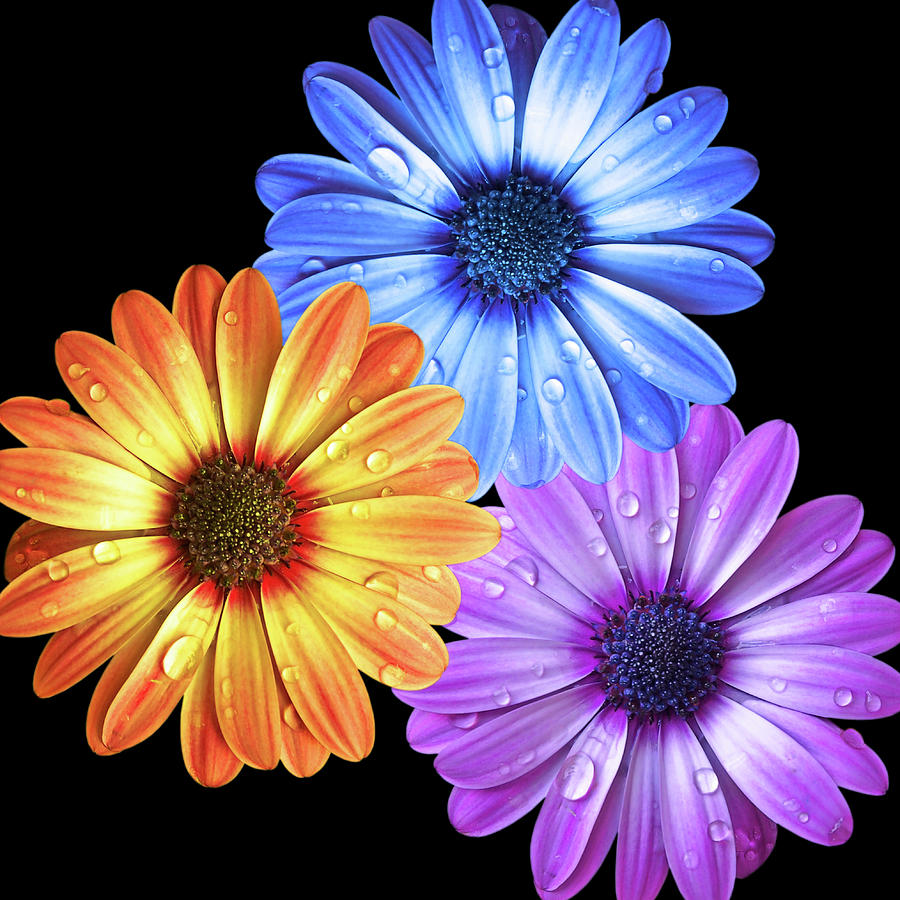 Colorful Daisies with Water Drops On Black Photograph by Gill Billington