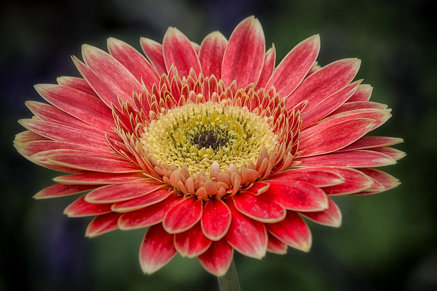 Colorful Daisy Photograph by Robert Fawcett