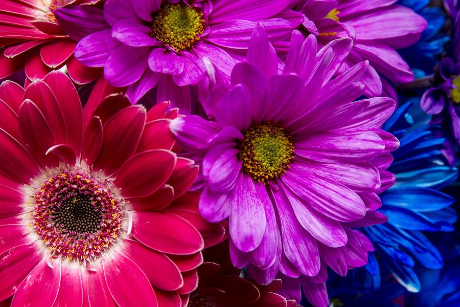 Colorful Daisys Photograph by Rhonda Royse - Pixels