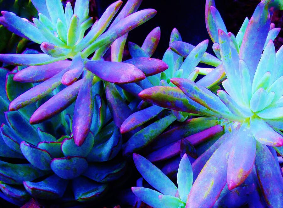 Nature Photograph - Colorful Dancing Succulents by Sharon Ackley