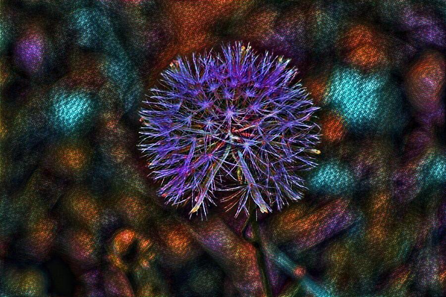 Colorful Dandelion Photograph by Selena Lorraine - Fine Art America