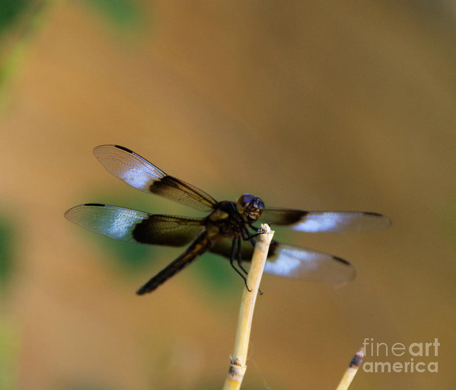 Colorful dragonfly Photograph by Jeff Swan
